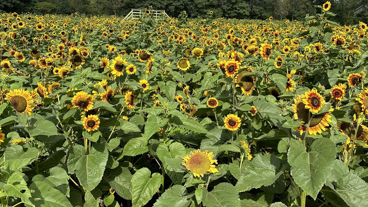 Liberty Ridge Farm hosts 4th Sunflower Festival